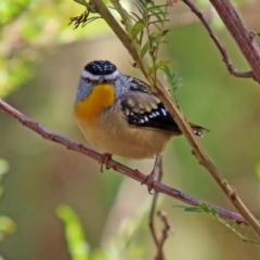 Pardalotus punctatus (Spotted Pardalote) at Acton, ACT - 31 Jul 2020 by RodDeb