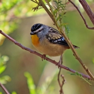 Pardalotus punctatus at Acton, ACT - 31 Jul 2020