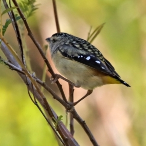 Pardalotus punctatus at Acton, ACT - 31 Jul 2020