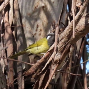 Nesoptilotis leucotis at Acton, ACT - 31 Jul 2020