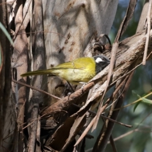 Nesoptilotis leucotis at Acton, ACT - 31 Jul 2020