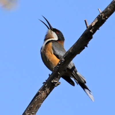 Acanthorhynchus tenuirostris (Eastern Spinebill) at Macarthur, ACT - 31 Jul 2020 by RodDeb