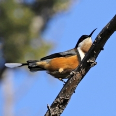 Acanthorhynchus tenuirostris at Macarthur, ACT - 31 Jul 2020