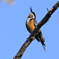 Acanthorhynchus tenuirostris at Macarthur, ACT - 31 Jul 2020