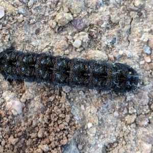 Apina callisto at Red Hill, ACT - 1 Aug 2020 04:44 PM