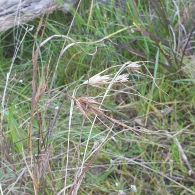 Themeda triandra (Kangaroo Grass) at Albury - 30 Jul 2020 by ClaireSee