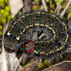 Apina callisto (Pasture Day Moth) at Umbagong District Park - 1 Aug 2020 by DerekC