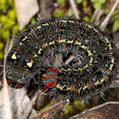 Apina callisto (Pasture Day Moth) at Umbagong District Park - 1 Aug 2020 by DerekC