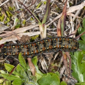 Apina callisto at Latham, ACT - 1 Aug 2020