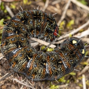 Apina callisto at Latham, ACT - 1 Aug 2020