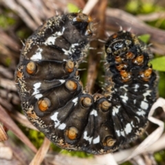 Apina callisto at Latham, ACT - 1 Aug 2020