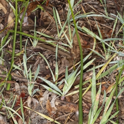 Microtis sp. (Onion Orchid) at Umbagong District Park - 1 Aug 2020 by DerekC