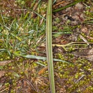 Thelymitra sp. at Latham, ACT - suppressed