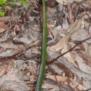 Calochilus sp. at Latham, ACT - suppressed