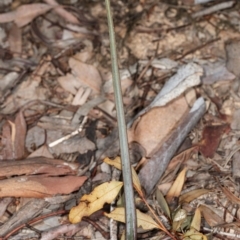 Calochilus sp. at Latham, ACT - suppressed