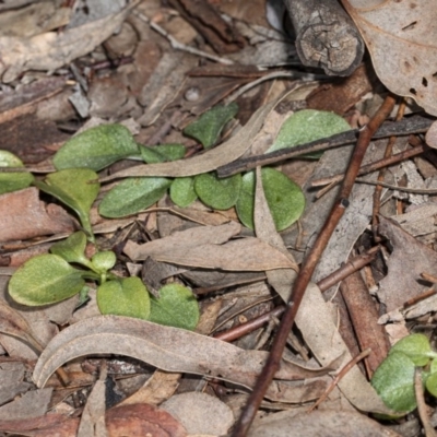 Diplodium sp. (A Greenhood) at Umbagong District Park - 1 Aug 2020 by DerekC