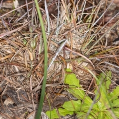 Microtis sp. (Onion Orchid) at Umbagong District Park - 1 Aug 2020 by DerekC