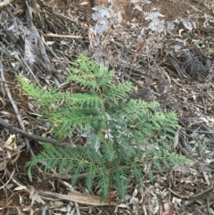 Pteridium esculentum (Bracken) at Mount Majura - 1 Aug 2020 by JaneR