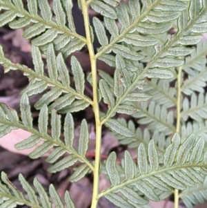 Pteridium esculentum at Majura, ACT - 1 Aug 2020