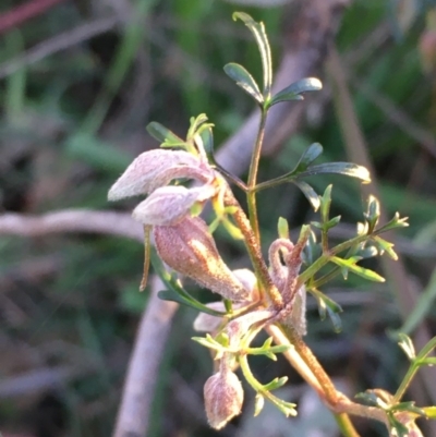 Clematis leptophylla (Small-leaf Clematis, Old Man's Beard) at Mount Majura - 1 Aug 2020 by JaneR