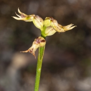 Corunastylis cornuta at Downer, ACT - suppressed