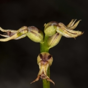 Corunastylis cornuta at Downer, ACT - suppressed