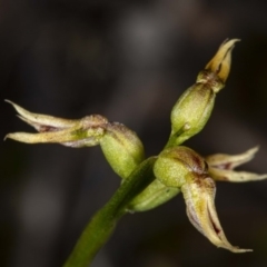 Corunastylis cornuta at Downer, ACT - suppressed