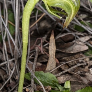 Pterostylis nutans at Downer, ACT - 18 Jul 2020