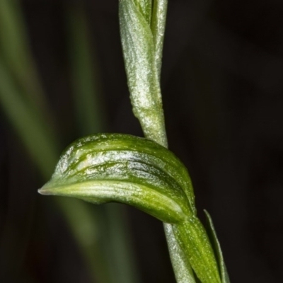 Bunochilus umbrinus (Broad-sepaled Leafy Greenhood) at Downer, ACT - 18 Jul 2020 by DerekC