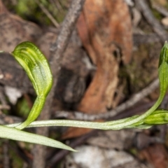 Bunochilus umbrinus (Broad-sepaled Leafy Greenhood) at Downer, ACT - 18 Jul 2020 by DerekC