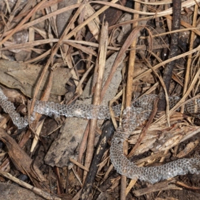Unidentified Reptile and Frog at Latham, ACT - 1 Aug 2020 by DerekC