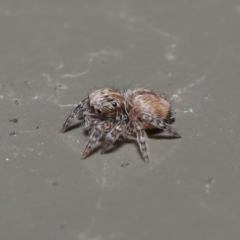 Servaea narraweena (A jumping spider) at Acton, ACT - 28 Jul 2020 by TimL