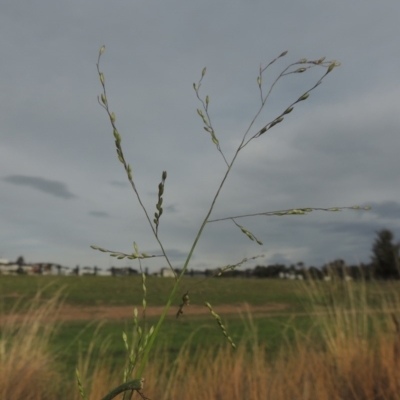 Panicum gilvum (Sweet Panic) at Weston, ACT - 2 Mar 2020 by MichaelBedingfield