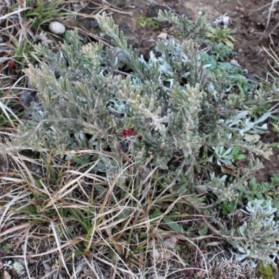 Grevillea lanigera (Woolly Grevillea) at Mount Clear, ACT - 1 Aug 2020 by Sarah2019