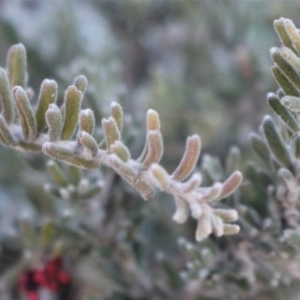 Grevillea lanigera at Mount Clear, ACT - 1 Aug 2020