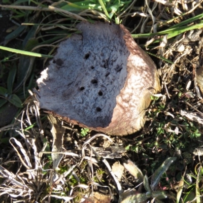 Calvatia cyathiformis at Booth, ACT - 1 Aug 2020 by SandraH