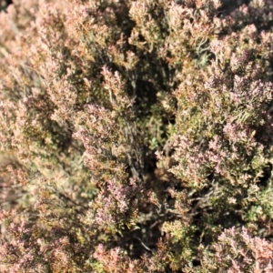 Acrothamnus hookeri at Mount Clear, ACT - 1 Aug 2020