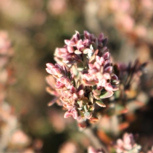 Acrothamnus hookeri at Mount Clear, ACT - 1 Aug 2020