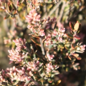 Acrothamnus hookeri at Mount Clear, ACT - 1 Aug 2020 05:17 PM