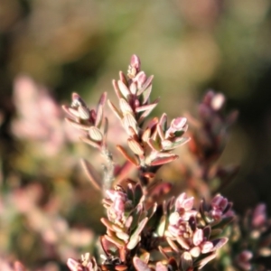 Acrothamnus hookeri at Mount Clear, ACT - 1 Aug 2020