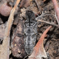 Crepidomenus fulgidus (Click beetle) at Downer, ACT - 28 Jul 2020 by TimL