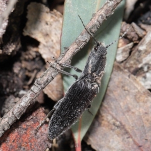 Crepidomenus fulgidus at Downer, ACT - 28 Jul 2020 11:26 AM