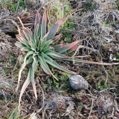 Stylidium armeria subsp. armeria (thrift trigger plant) at Mount Clear, ACT - 1 Aug 2020 by Sarah2019