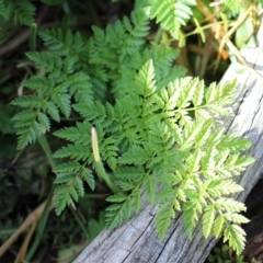 Conium maculatum (Hemlock) at Mount Clear, ACT - 1 Aug 2020 by Sarah2019