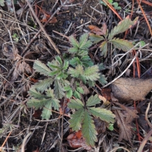 Potentilla recta at Nimmitabel, NSW - 15 Jul 2020