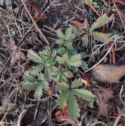 Potentilla recta (Sulphur Cinquefoil) at Nimmitabel, NSW - 15 Jul 2020 by michaelb