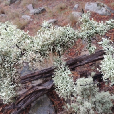 Ramalina sp. (genus) (A lichen) at Nimmitabel, NSW - 15 Jul 2020 by MichaelBedingfield