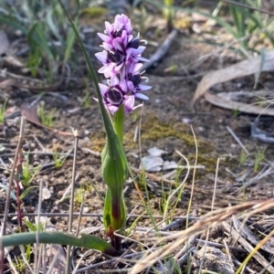 Wurmbea dioica subsp. dioica at Kambah, ACT - 2 Aug 2020