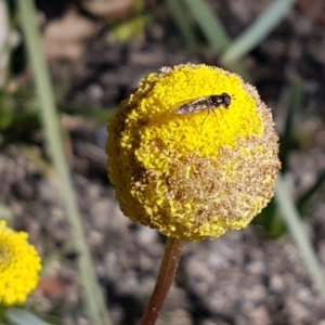 Craspedia variabilis at Paddys River, ACT - 2 Aug 2020