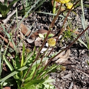 Craspedia variabilis at Paddys River, ACT - 2 Aug 2020